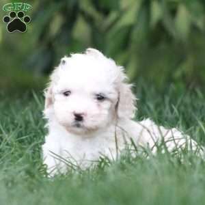 Caroline, Toy Poodle Mix Puppy